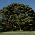 Japanese Red Pine (Pinus Densiflora) 10 seeds