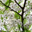 Japanese Snowbell (Styrax Japonica) 5 seeds