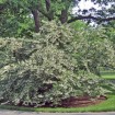 Japanese Snowbell (Styrax Japonica) 20 seeds