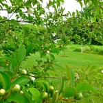 Japanese Stewartia (Stewartia Pseudocamellia) 10 seeds