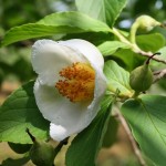 Japanese Stewartia (Stewartia Pseudocamellia) 10 seeds