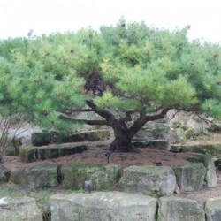 Japanese Stone Pine (Pinus Pumila) 5 seeds