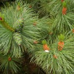 Japanese Stone Pine (Pinus Pumila) 5 seeds