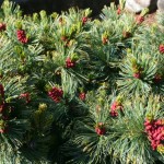 Japanese Stone Pine (Pinus Pumila) 5 seeds