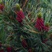 Japanese Stone Pine (Pinus Pumila) 10 seeds