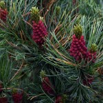 Japanese Stone Pine (Pinus Pumila) 5 seeds