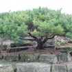 Japanese Stone Pine (Pinus Pumila) 20 seeds