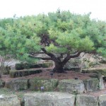 Japanese Stone Pine (Pinus Pumila) 10 seeds