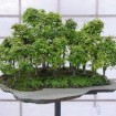 Japanese Zelkova (Zelkova Serrata) 100 seeds