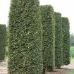 Japanese Zelkova (Zelkova Serrata) 15 seeds