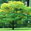 Japanese Zelkova (Zelkova Serrata) 100 seeds