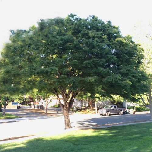 Japanese Zelkova (Zelkova Serrata) 30 seeds