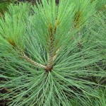 Jeffrey Pine (Pinus Jeffreyi) 5 seeds