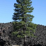 Jeffrey Pine (Pinus Jeffreyi) 5 seeds