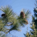 Jeffrey Pine (Pinus Jeffreyi) 5 seeds