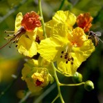 Jerusalem Thorn (Parkinsonia Aculeata) 5 seeds