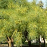 Jerusalem Thorn (Parkinsonia Aculeata) 5 seeds