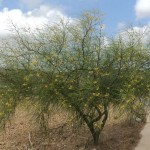 Jerusalem Thorn (Parkinsonia Aculeata) 20 seeds