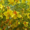 Jerusalem Thorn (Parkinsonia Aculeata) 20 seeds