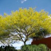 Jerusalem Thorn (Parkinsonia Aculeata) 20 seeds