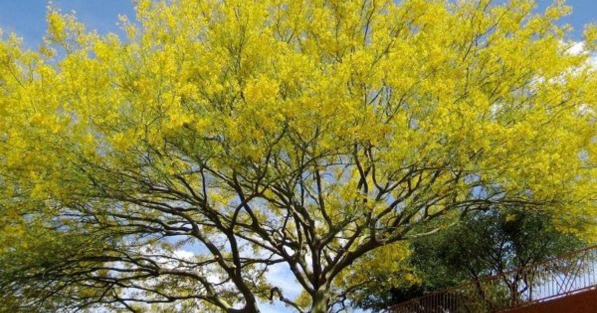 Buy Jerusalem Thorn (Parkinsonia Aculeata) 20+ seeds