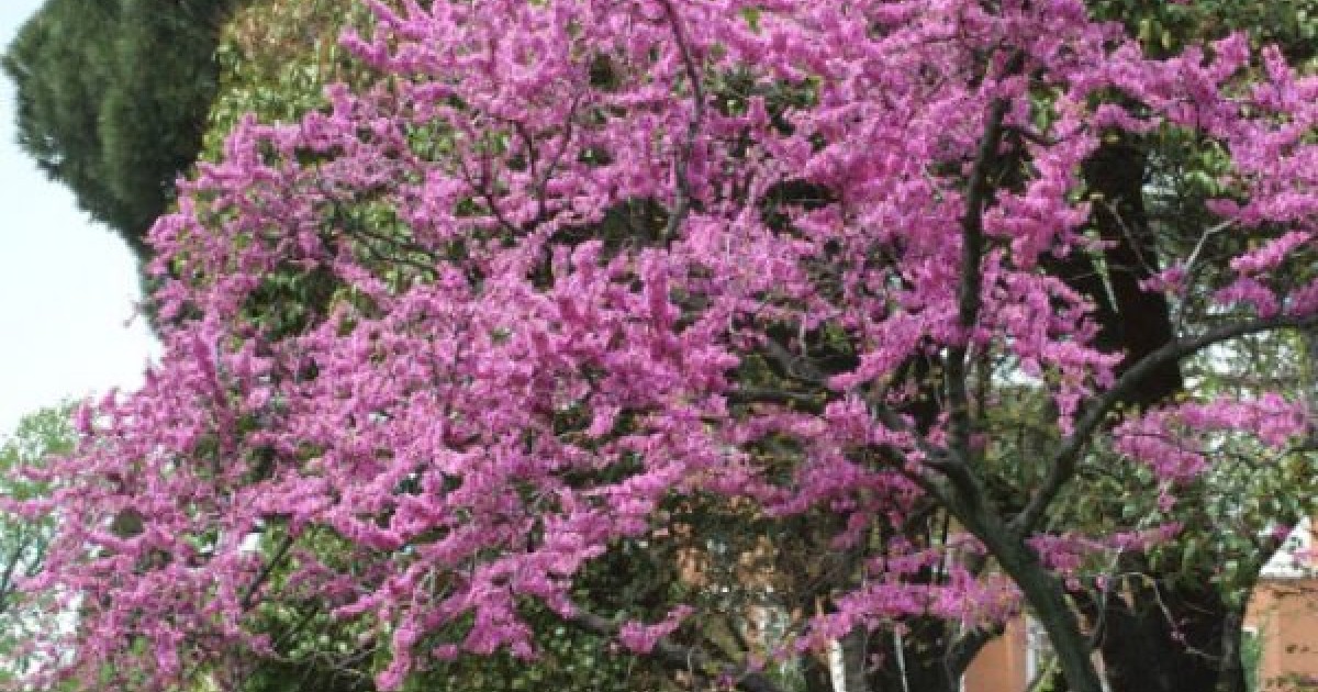 Terminated Cercis Siliquastrum sold all 