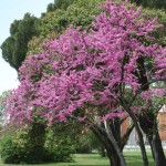 Judas Tree (Cercis Siliquastrum) 5 seeds