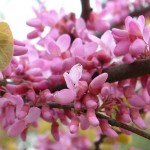 Judas Tree (Cercis Siliquastrum) 5 seeds