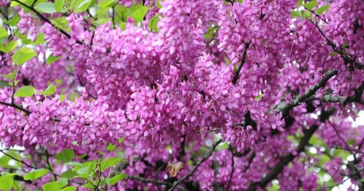 Buy Judas Tree (Cercis Siliquastrum) 10+ seeds online Seeds