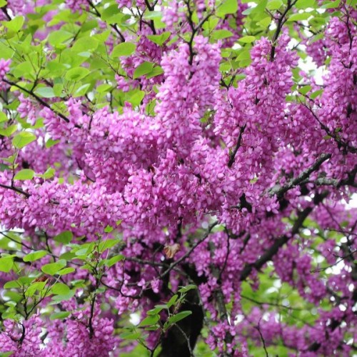 Judas Tree (Cercis Siliquastrum) 10 seeds