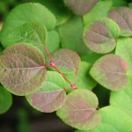 Katsura Tree (Cercidiphyllum Japonicum) 10 seeds