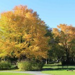 Katsura Tree (Cercidiphyllum Japonicum) 10 seeds