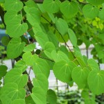 Katsura Tree (Cercidiphyllum Japonicum) 10 seeds