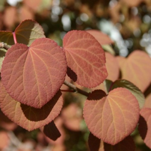 Katsura Tree (Cercidiphyllum Japonicum) 150 seeds