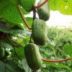 Kiwi Vine (Actinidia Kolomikta) 10 seeds