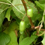 Kiwi Vine (Actinidia Kolomikta) 5 seeds