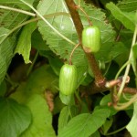 Kiwi Vine (Actinidia Kolomikta) 10 seeds