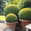 Korean Boxwood (Buxus Microphylla Koreana) 25 seeds