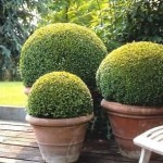 Korean Boxwood (Buxus Microphylla Koreana) 20 seeds