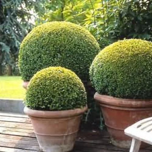 Korean Boxwood (Buxus Microphylla Koreana) 5 seeds