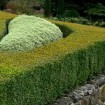 Korean Boxwood (Buxus Microphylla Koreana) 20 seeds