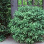 Korean Boxwood (Buxus Microphylla Koreana) 5 seeds
