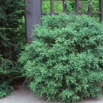 Korean Boxwood (Buxus Microphylla Koreana) 10 seeds