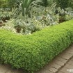 Korean Boxwood (Buxus Microphylla Koreana) 25 seeds