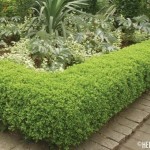 Korean Boxwood (Buxus Microphylla Koreana) 10 seeds