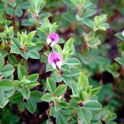 Korean Lespedeza (Lespedeza Stipulacea) 50 seeds