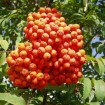 Korean Mountain Ash (Sorbus Alnifolia) 300 seeds