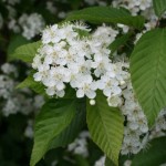 Korean Mountain Ash (Sorbus Alnifolia) 300 seeds