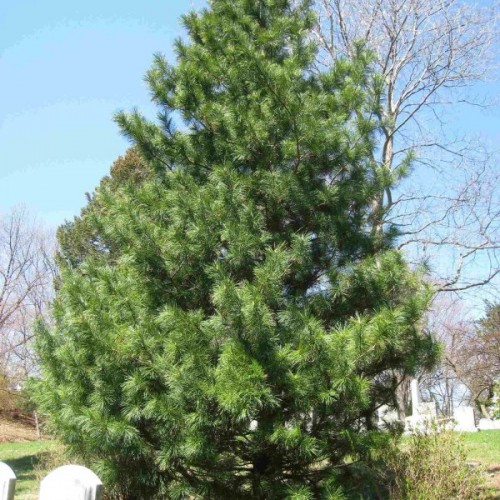 Korean Nut Pine Cedar (Pinus Koraiensis) 5 seeds