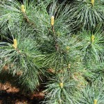 Korean Nut Pine Cedar (Pinus Koraiensis) 5 seeds
